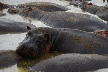 a herd of hippos in a pond