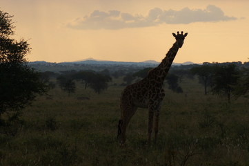 giraffe in serengeti national park tanzania africa