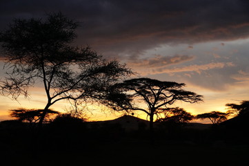 Fototapeta na wymiar Amazing Acacia Trees in Africa