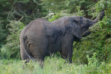 elephant in the Ngorongoro crater
