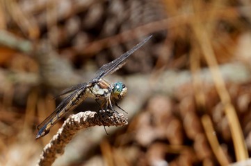 dragonfly on stick