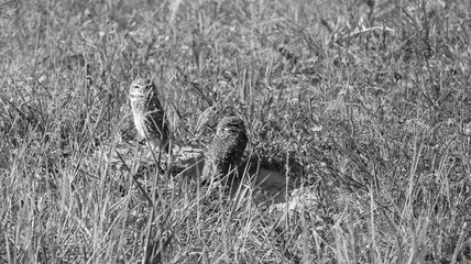 BIRD Nature Black and white