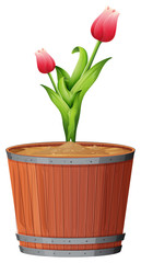 Pot plant with green leaves on an isolated white background