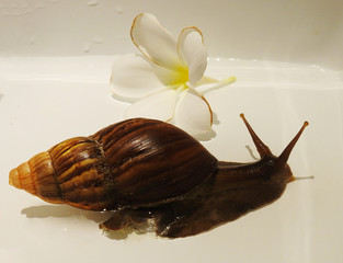  A big snail and a beautiful flower.  