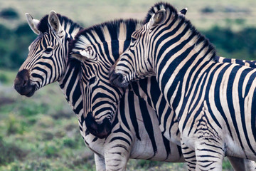 Fototapeta na wymiar zebras in nature