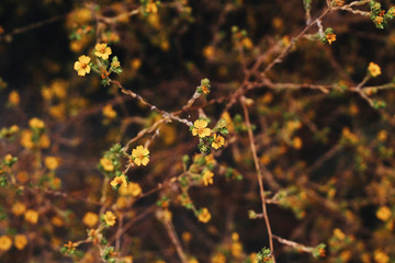 warm toned tiny yellow flowers