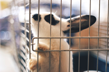black and white bunny in cage