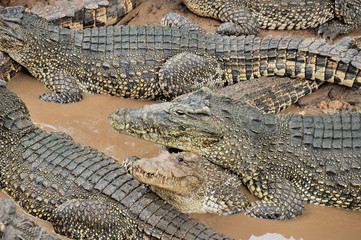 Cuban crocodile in the river, in shallow water against the background of other crocodiles