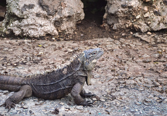 common iguana, on isolated soil background, iguana island