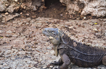 common iguana, on isolated soil background, iguana island