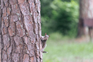 Obraz premium Peeking Squirrel