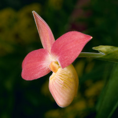 Orchid