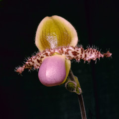 Orchid