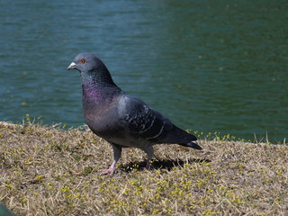 Taube am Fluss