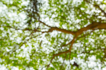Green bokeh of tree nature