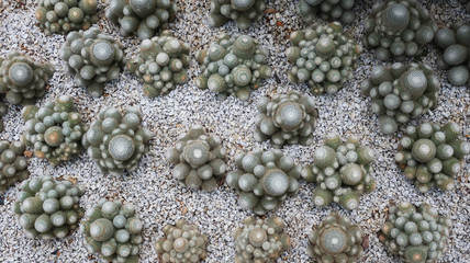 cactus in the garden