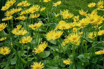 Bright yellow flowers on a sunny day