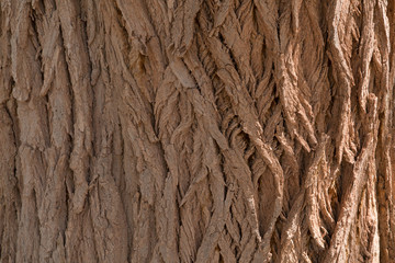 Tree bark