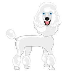 Dog poodle on white background is insulated