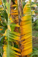 Characteristics of bananas that are yellow leaves.