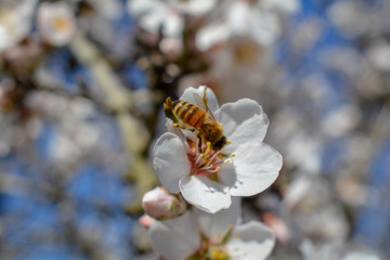 Bee