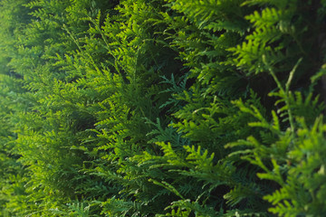 Branch of thuja close-up shot.