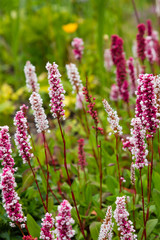Polygonum offine in garden. Flower of polygonum offine. Medicinal plants in the garden.