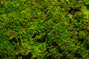 green moss background texture beautiful in nature