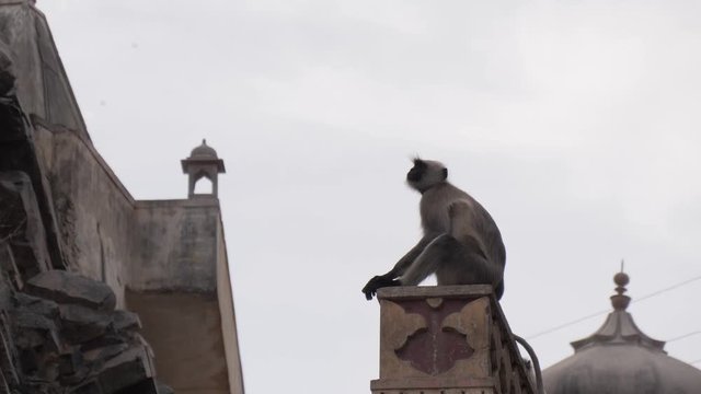 Gray langur monkeys in Galtaji Temple ("Monkey Temple") outside of Jaipur, India