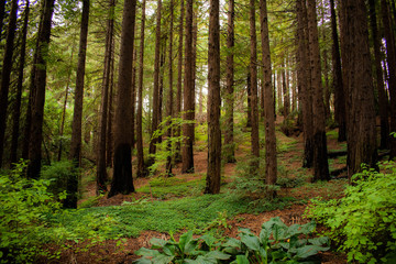 Obraz premium Redwood