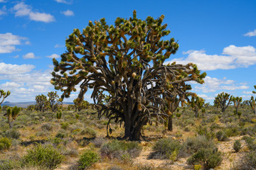 Obraz premium Large Joshua Tree