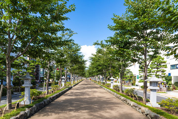 (神奈川県ｰ風景)鶴岡八幡宮へ続く若宮大路の参道