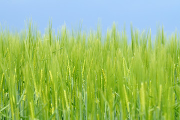 view into green barley field on sunny spring day