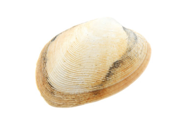 Beautiful seashell isolated on white background close-up