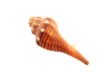 Beautiful seashell isolated on white background close-up