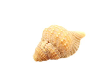 Beautiful seashell isolated on white background close-up
