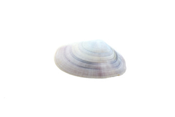 Beautiful seashell isolated on white background close-up