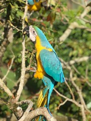 parrot on a branch