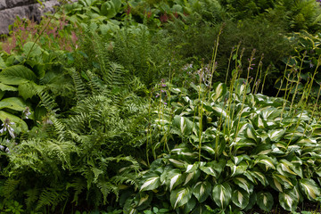 Hosta Plant in garden. Beautiful blooming hosts in the garden. Hostа plant for the shady garden. Green hostа in the Park.