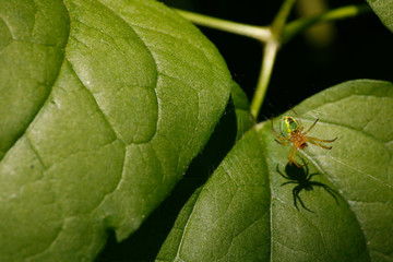 Green patterned spider waxing on a leaf.