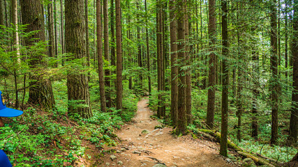 Trail Down From Headwaters At Lynn Valley Park - Summer
