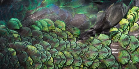 Gordijnen Beautiful colors and patterns of peacock feathers © beerphotographer