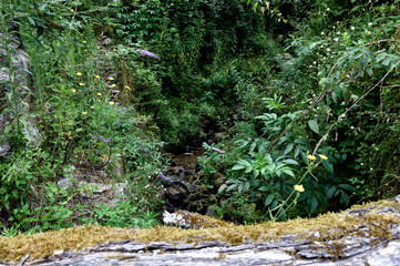 Fototapeta premium stream in forest