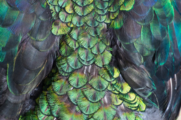 Obraz premium Beautiful colors and patterns of peacock feathers