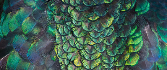 Schöne Farben und Muster von Pfauenfedern © beerphotographer