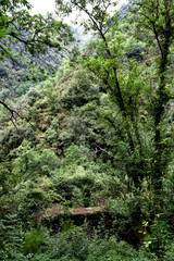 Obraz premium trees in forest