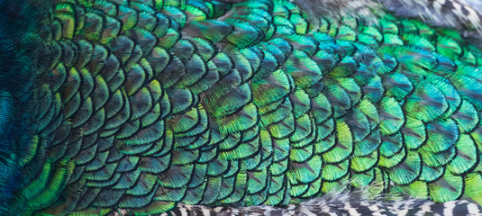 Beautiful colors and patterns of peacock feathers