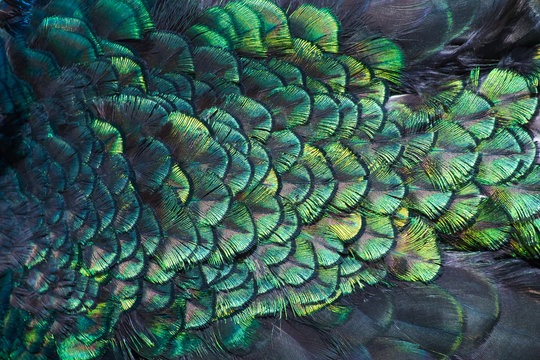 Beautiful colors and patterns of peacock feathers