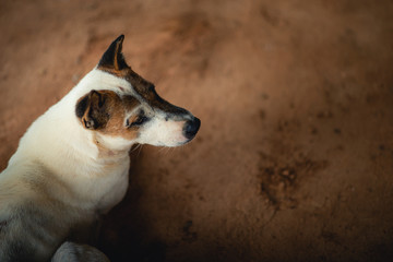 Obraz premium White dog lying on the ground
