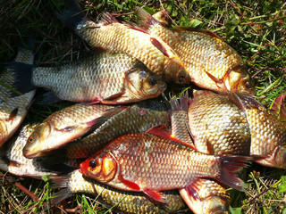 Goldfish. A few crucians lying in the grass